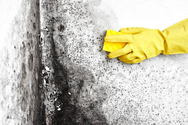 Best Attic Mold Removal  in Buckley, WA