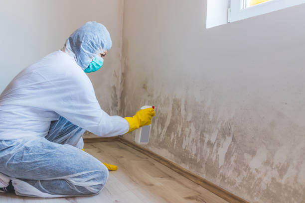 Attic Mold Removal in Buckley, WA