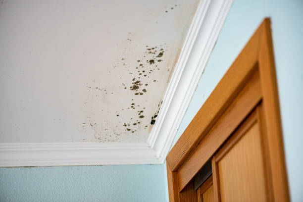 Best Local Mold Removal Service  in Buckley, WA