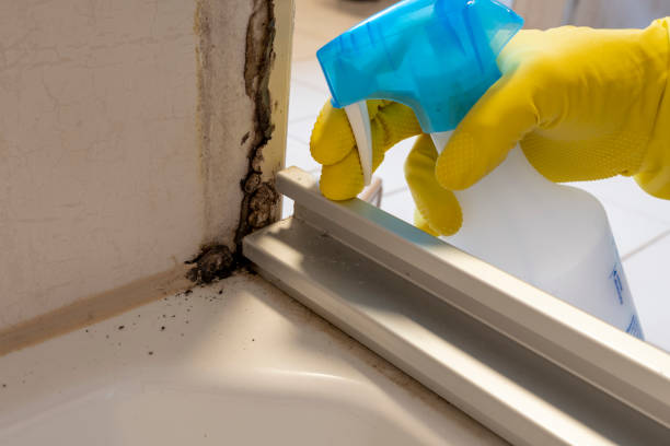 Best Black Mold Removal  in Buckley, WA