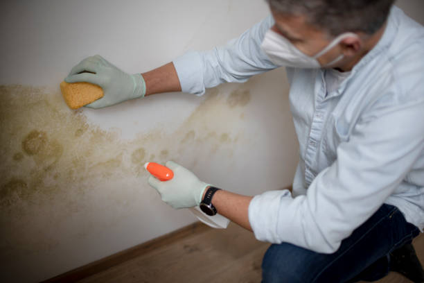 Best Toxic Mold Removal  in Buckley, WA