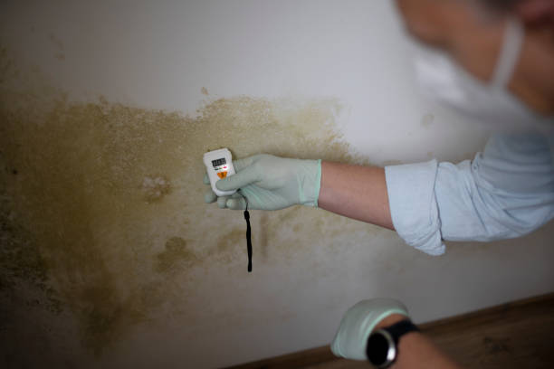 Best Fast Mold Removal  in Buckley, WA