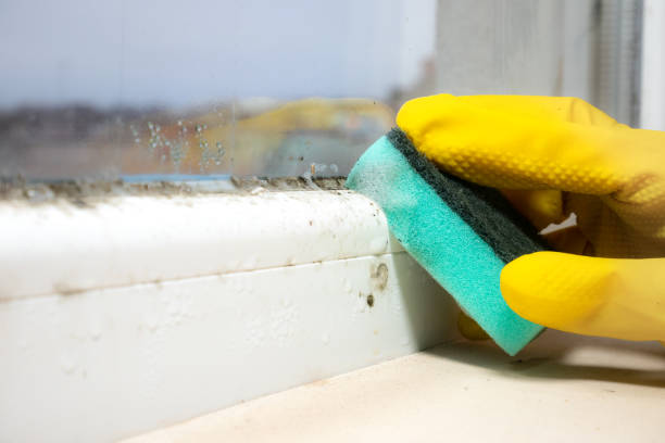 Best Mold Damage Repair  in Buckley, WA