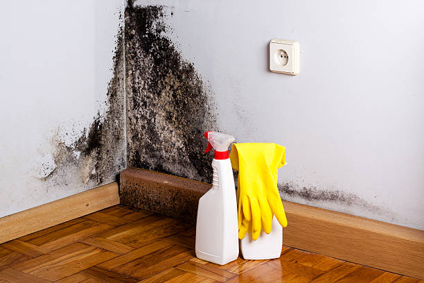 Best Mold Testing  in Buckley, WA